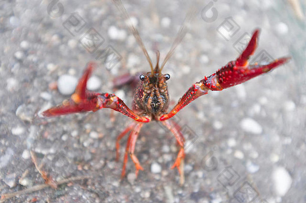 红色的沼泽小龙虾procambarusclarkii准备攻击街