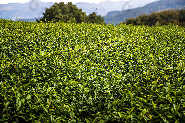 茶种植园什日本