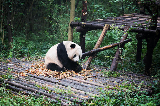 巨大的熊猫幼崽吃竹子成都四川省中国