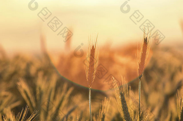 小麦耳朵阳光太阳闪亮的成熟的小麦