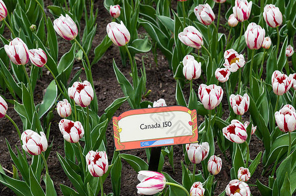 渥太华加拿大郁金香节日