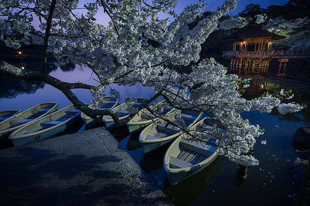 晚上视图照明的樱桃开花ukimido露台sagi-ike池塘奈良公园日本
