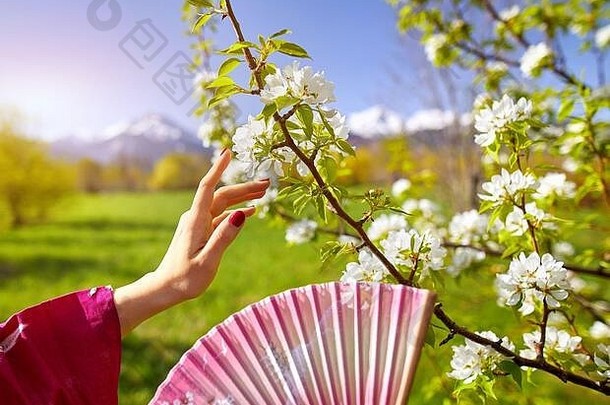 女人粉红色的和服触碰花开花樱桃手春天季节概念