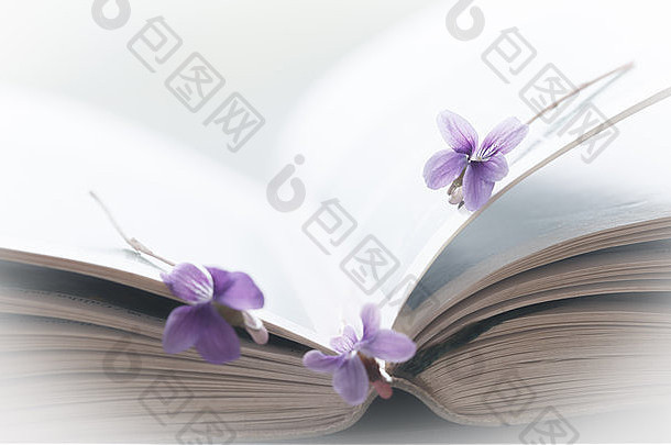 紫罗兰色的开放书艺术背景