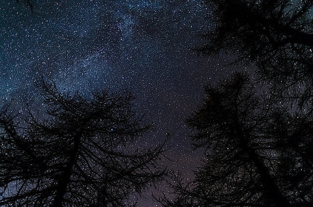 杰出的美布满星星的天空冬天季节捕获黑色的针叶树林地意大利阿尔卑斯山脉接受