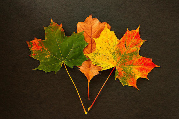 色彩斑斓的秋天叶子黑色的背景