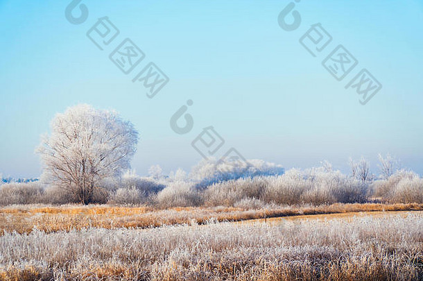 早期冬天梅多斯灌木树覆盖霜令人难以置信的冬天景观