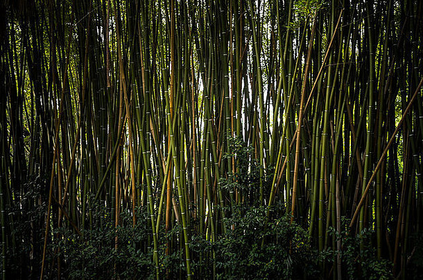 竹子森林植物花园比萨