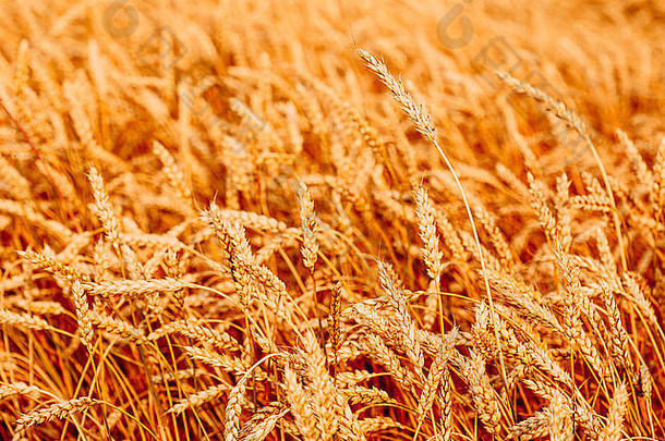黄色的小麦耳朵场背景丰富的收获小麦场新鲜的作物小麦耳朵
