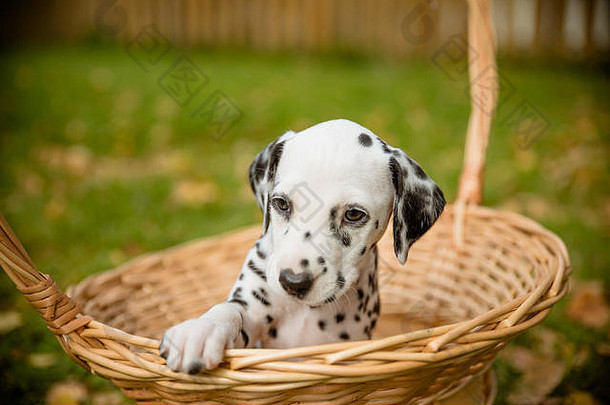 狗品种达尔马提亚可爱的小小狗篮子在户外秋天季节狗走花园温暖的阳光明媚的天气复制空间