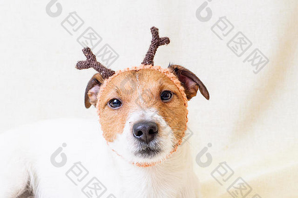 圣诞节服装驯鹿- - - - - -有趣的狗穿鹿角