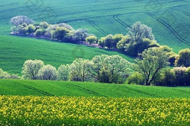 农村景观农业字段树春天山南摩拉维亚地区捷克共和国