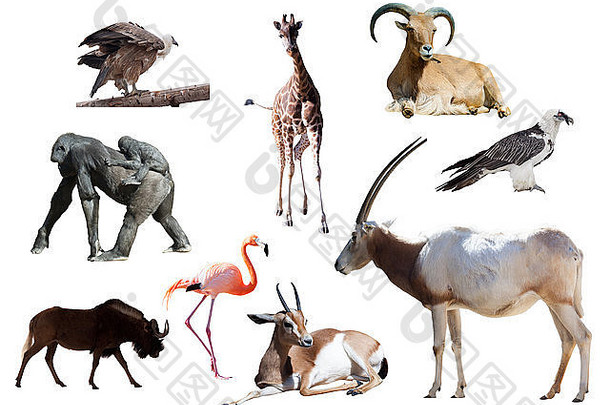 大羚羊弯刀非洲动物孤立的白色背景