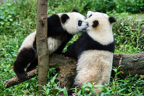 熊猫熊幼崽玩碧峰峡基地储备四川中国