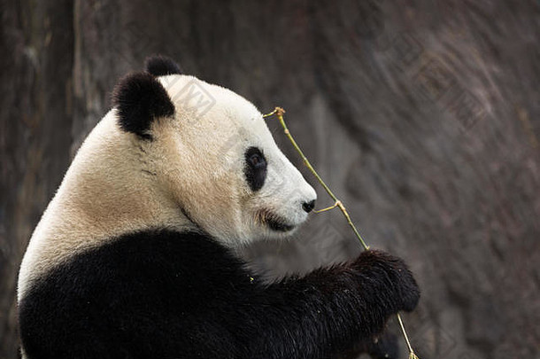 熊猫吃竹子孤立的模糊背景