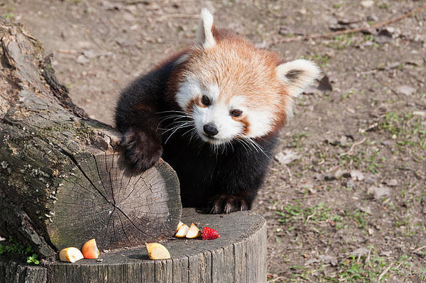 红色的熊猫ailurus富尔根享受零食动物园布拉迪斯拉发斯洛伐克