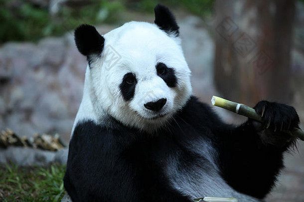 竹子熊巨大的熊猫泰国东南亚洲