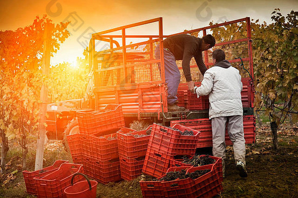工人加载板条箱红色的葡萄内比奥罗预告片巴罗洛朗格库内奥皮埃蒙特意大利