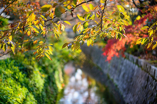 《京都议定书》日本哲学家的路径秋天