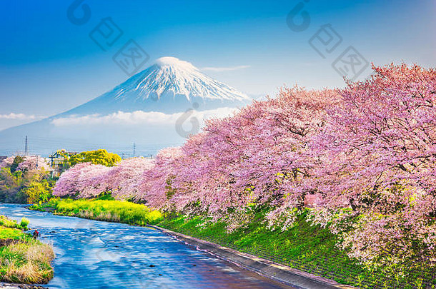 富士日本春天景观河樱桃花朵