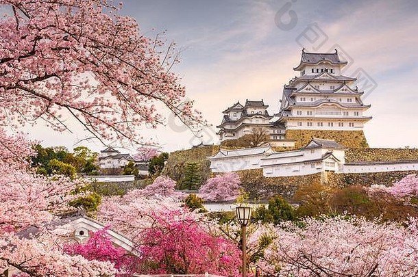 姬路城日本姬路城城堡春天樱桃花朵完整的布鲁姆