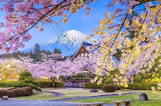 fujinomiya静冈市日本富士寺庙建筑框架樱桃花朵《暮光之城》春天季节
