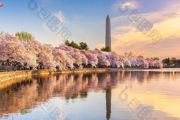 华盛顿美国潮汐盆地华盛顿纪念碑春天季节