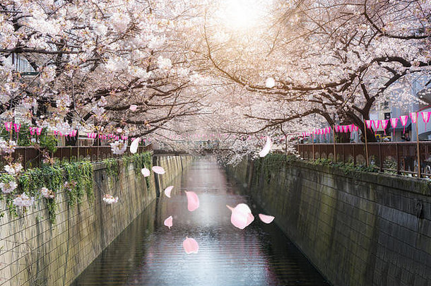 樱桃开花排目黑运河东京日本春天4月东京日本