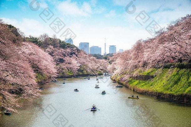 视图巨大的樱桃开花树poeple桨皮艇船东京日本背景照相chidorigafuchi东京日本景观
