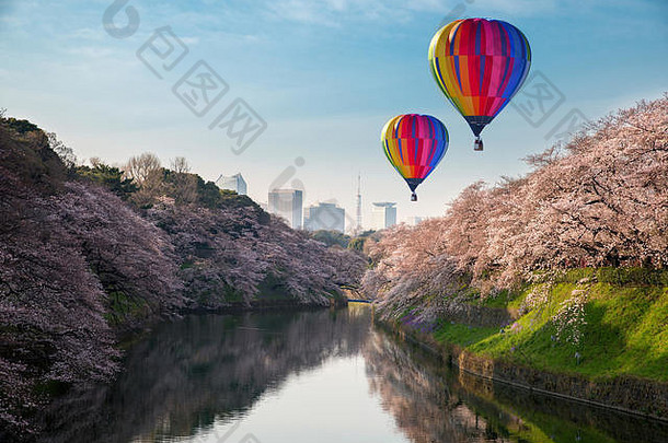 视图巨大的樱桃开花东京日本背景照相chidorigafuchi东京日本
