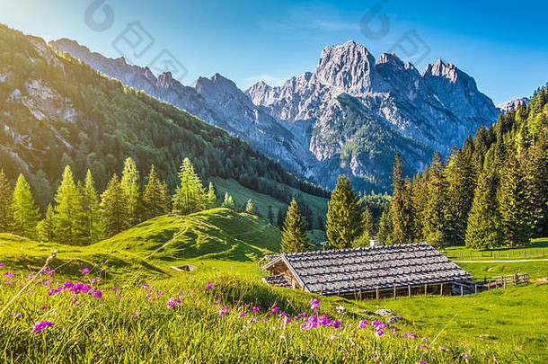 田园景观阿尔卑斯山脉传统的山的小木屋新鲜的绿色山牧场盛开的花日落