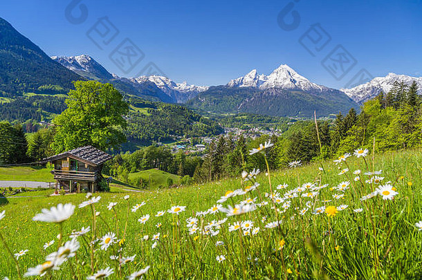 田园山风景阿尔卑斯山脉传统的山的小木屋新鲜的绿色梅多斯春天