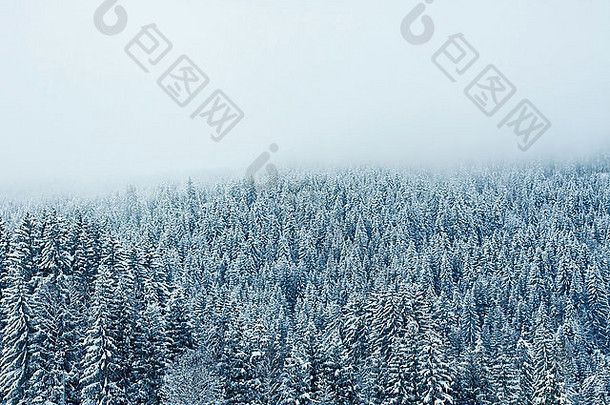 冬天森林背景