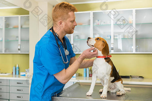 兽医试玩版可爱的小猎犬号狗诊所