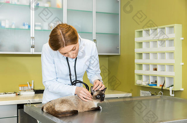 女人兽医听诊猫听诊器诊所