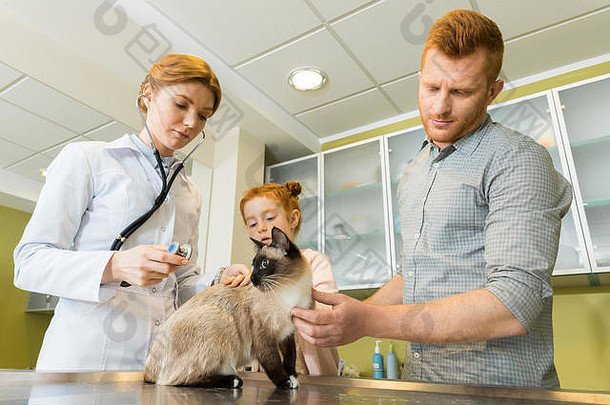 女人兽医听诊猫听诊器诊所