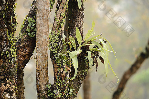 美丽的鸟的巢蕨类植物Asplenium尼杜斯森林泰国