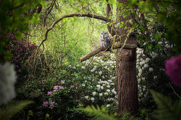 灰色彩色猫头鹰栖息森林树