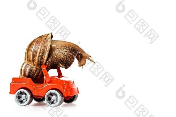 虚伪的棕色（的）蜗牛红色的玩具车孤立的白色