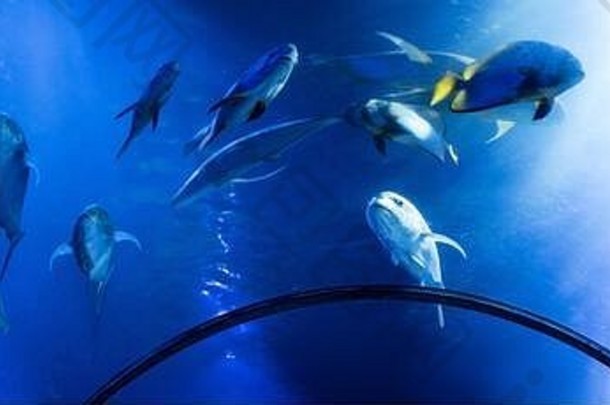 鱼游泳水水族馆蓝色的照明全景拍摄