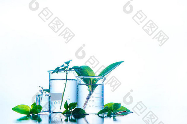 医疗植物实验室玻璃器皿白色背景复制空间香水化妆品自然概念背光
