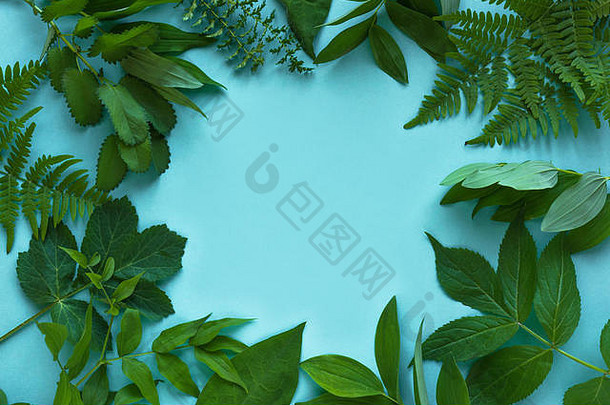 有创意的布局绿色叶子野生植物蓝色的前视图复制空间夏天春天生态概念