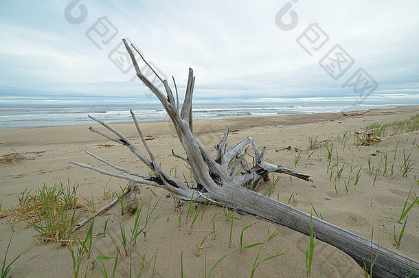 自然野生动物北部部分库页岛岛俄罗斯风景海景动物沙子随地吐痰皮尔顿