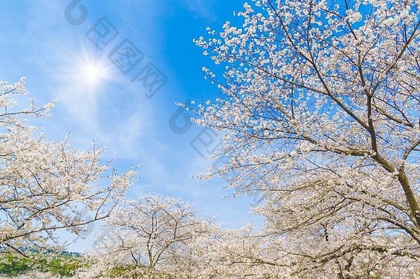 樱桃花朵完整的布鲁姆武汉东湖樱花花园温暖的春天