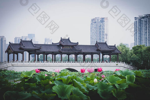 莲花粉红色的光紫色的浮动池塘背景中国人房子它鈥檚位于公园<strong>武汉湖</strong>北省中国
