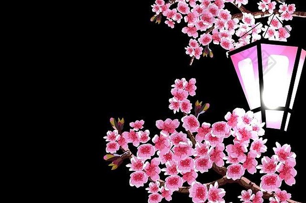 樱花华丽的分支机构樱桃树紫色的小花黑色的背景发光的花园灯笼插画家
