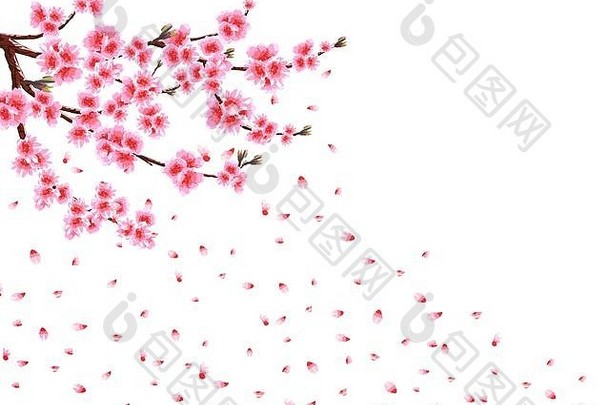 樱花失去了花瓣风分支机构粉红色的花樱桃味蕾孤立的白色背景插图