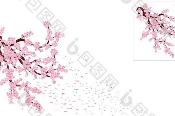 樱花失去花瓣弯曲的分支机构樱桃树粉红色的小花樱桃味蕾插画家