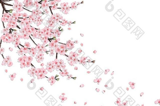 樱花郁郁葱葱的樱桃分支粉红色的花风失去了花瓣孤立的粉红色的背景插图