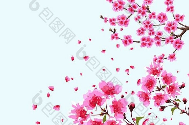 樱花支弯曲的分支开花樱桃春天树紫色的花味蕾花特写镜头孤立的插图